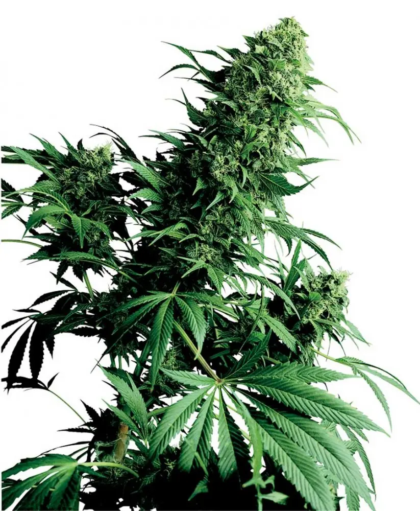 Shiva Shanti I - semínka 10 ks standardizovaná Sensi Seeds