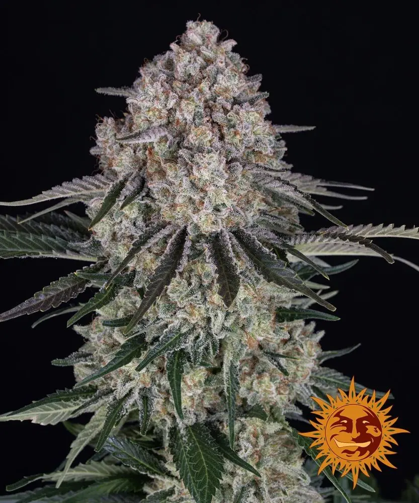 Sour Diesel Auto - samonakvétací semena, 3 ks, Barneys Farm