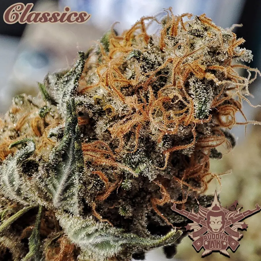 Buddha AK, 3 ks, Buddha Seeds