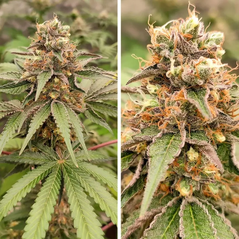 GMO Fast - feminizovaná semena, 5 ks, Dutch Passion