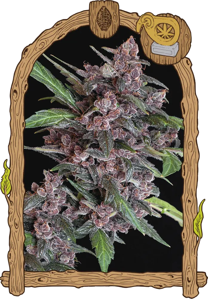 Black Lemon Auto– feminizovaná samonakvétací semena , 10 ks, Exotic Seed