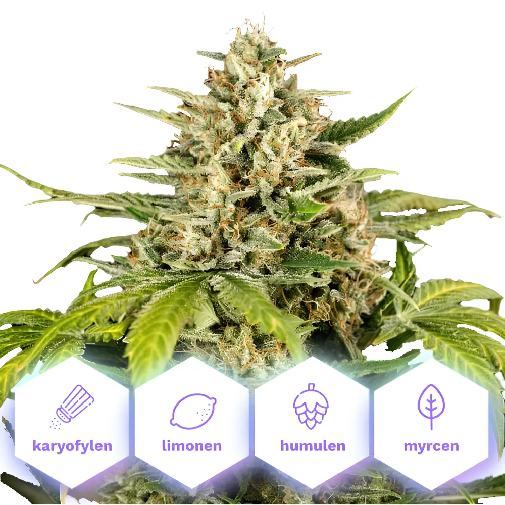 Jungle Gelato Auto - autoflowering semena konopí, 5 ks, Cannapio
