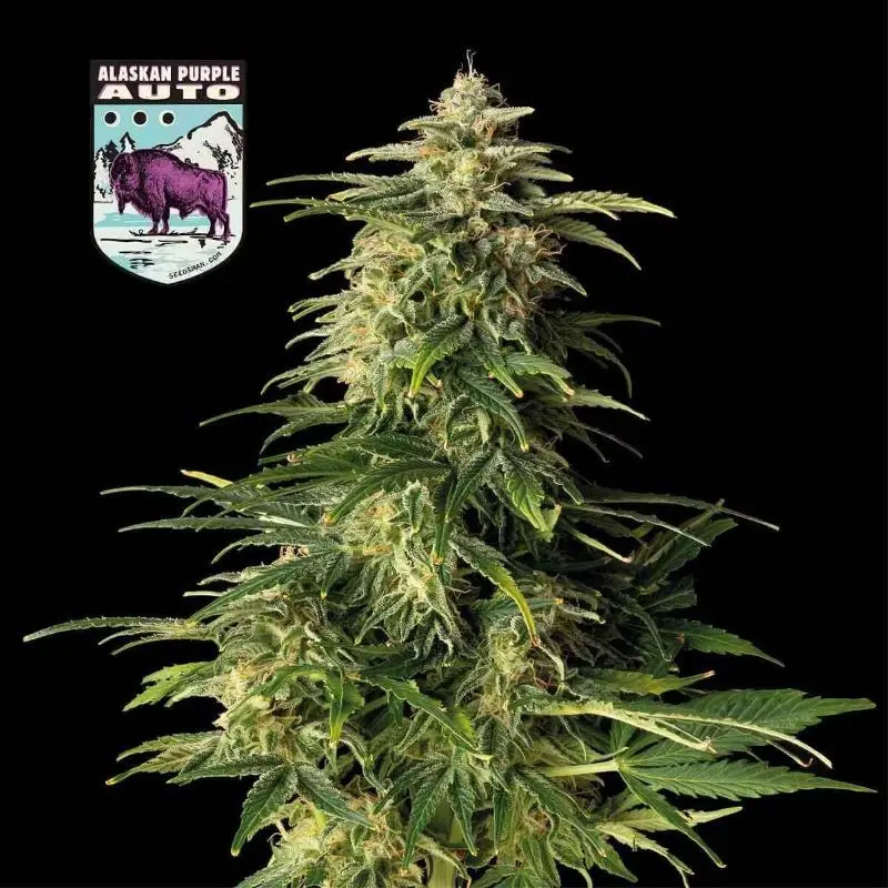 Alaskan Purple Auto Feminizovaná Semena 5