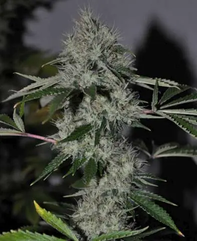 Cali Connection Chem 4 OG feminizovaná semena