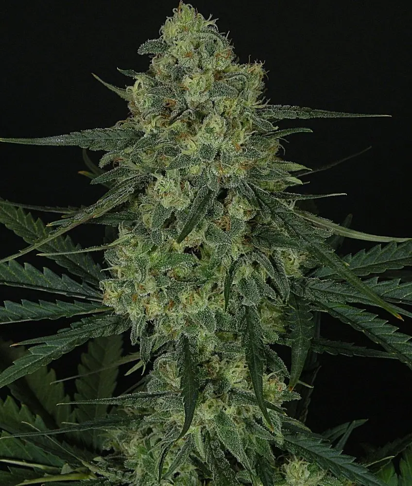 Ripper Seeds Criminal feminizovaná semena