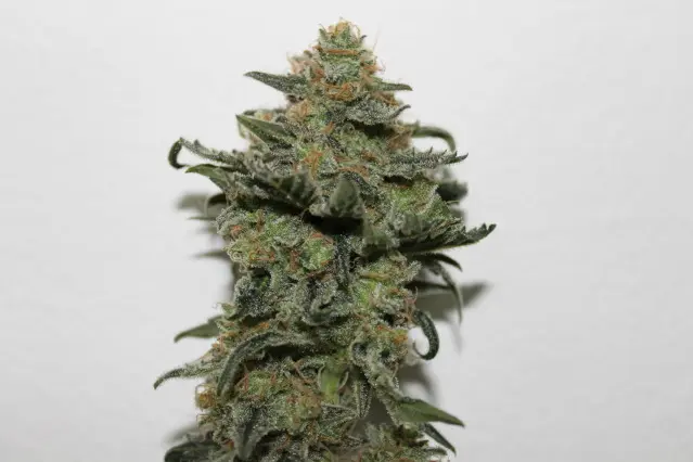Ripper Seeds Old School feminizovaná semena