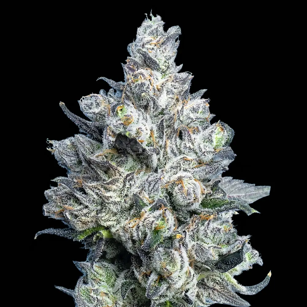 Maven Genetics Apples and Diamonds regulérní semena, 12 ks