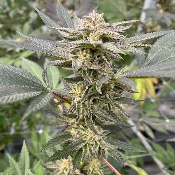 Big Mike's Genetics Parfait 41 feminizovaná semena, 3 ks