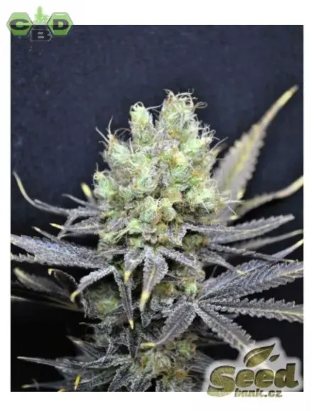 CBD Crew CBD Nordle feminizovaná semena, 5 ks