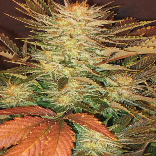 Allkush - feminizovaná semínka 10 ks Paradise Seeds