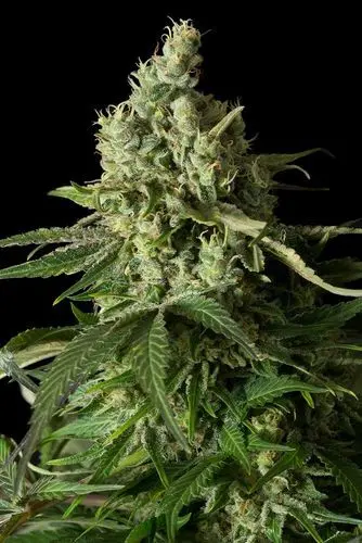 Moby Dick CBD - 5 ks feminizovaná semínka Dinafem