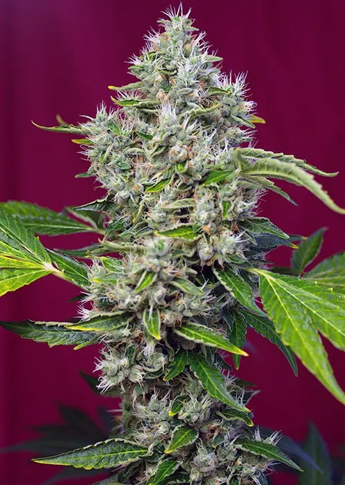 San Fernando Lemon Kush® - feminizovaná semínka 10 ks Sweet Seeds