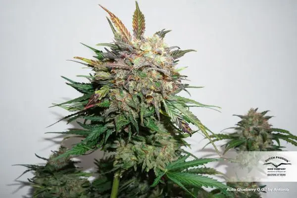 Glueberry O.G. Auto Feminizovaná Semena 7