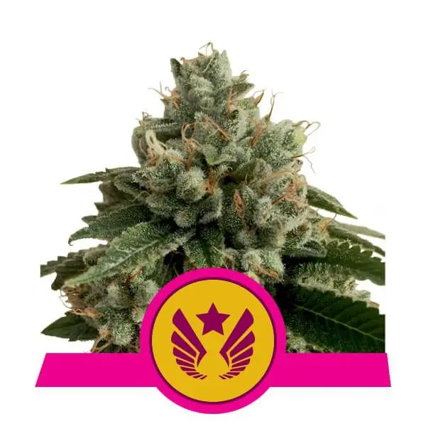 Legendary OG Punch - feminizovaná semínka 10 ks Royal Queen Seeds