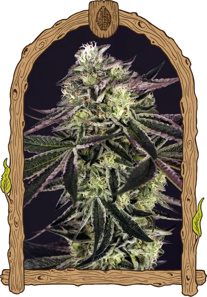 Purple Shot - feminizovaná semena, 3 ks, Exotic Seed