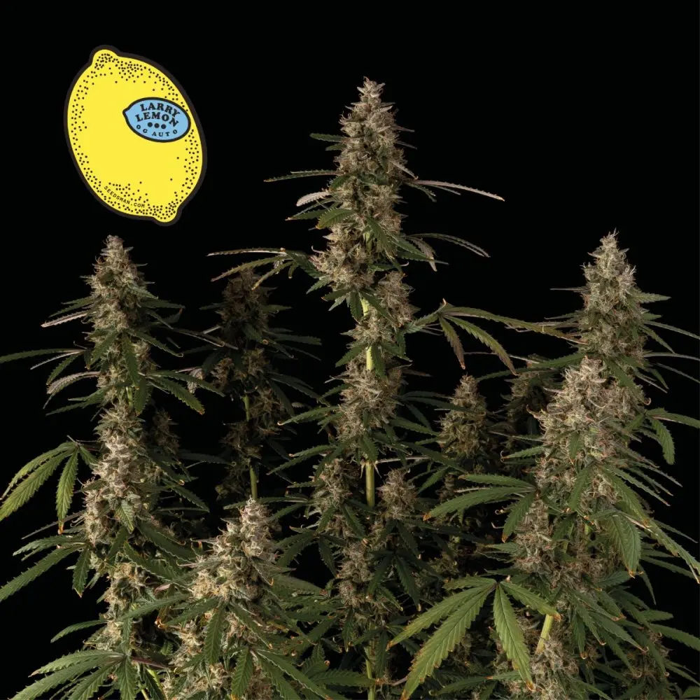 Seedsman Larry Lemon OG Auto feminizovaná semena