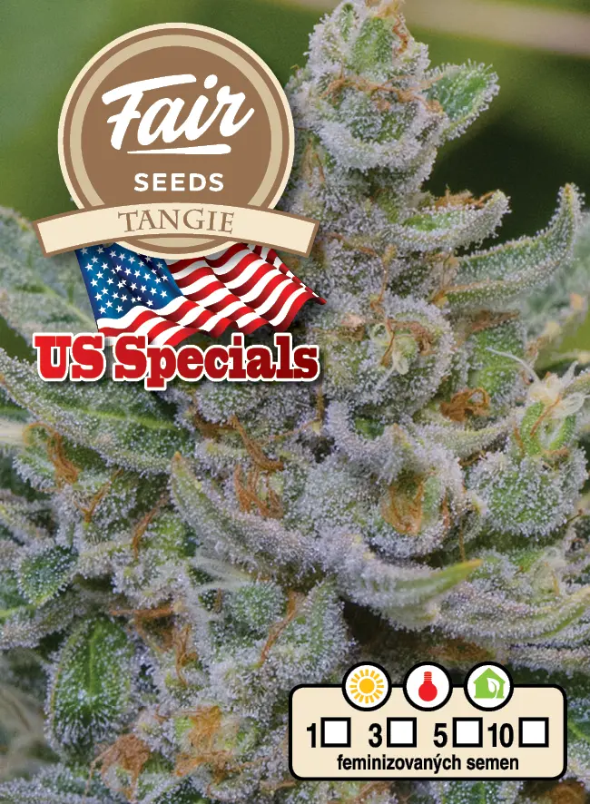 Fair Seeds Tangie feminizovaná semena