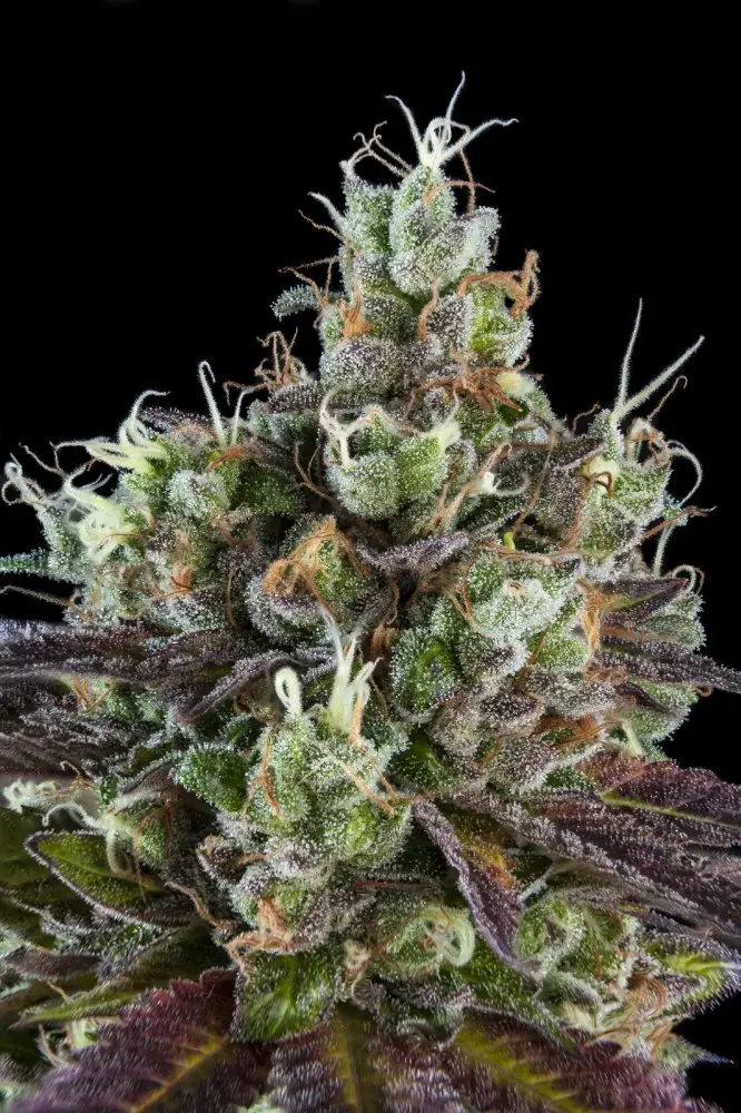 Ripper Seeds Sour Ripper feminizovaná semena