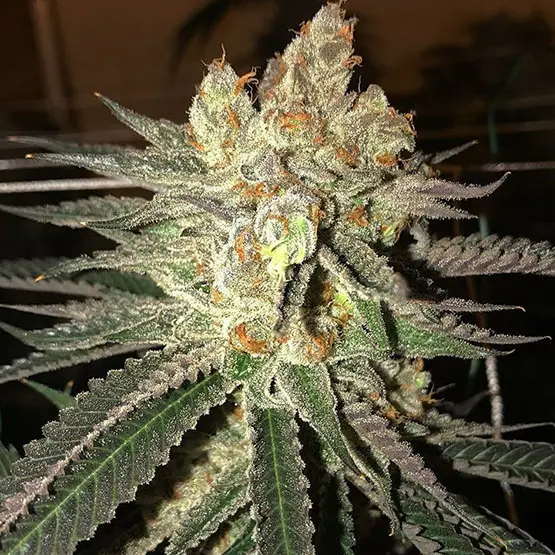 Ethos Genetics Citral Flo Bx1 regulérní semena