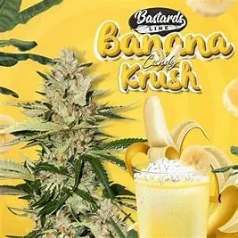 T.H. Seeds Banana Candy Krush feminizovaná semena, 5 ks