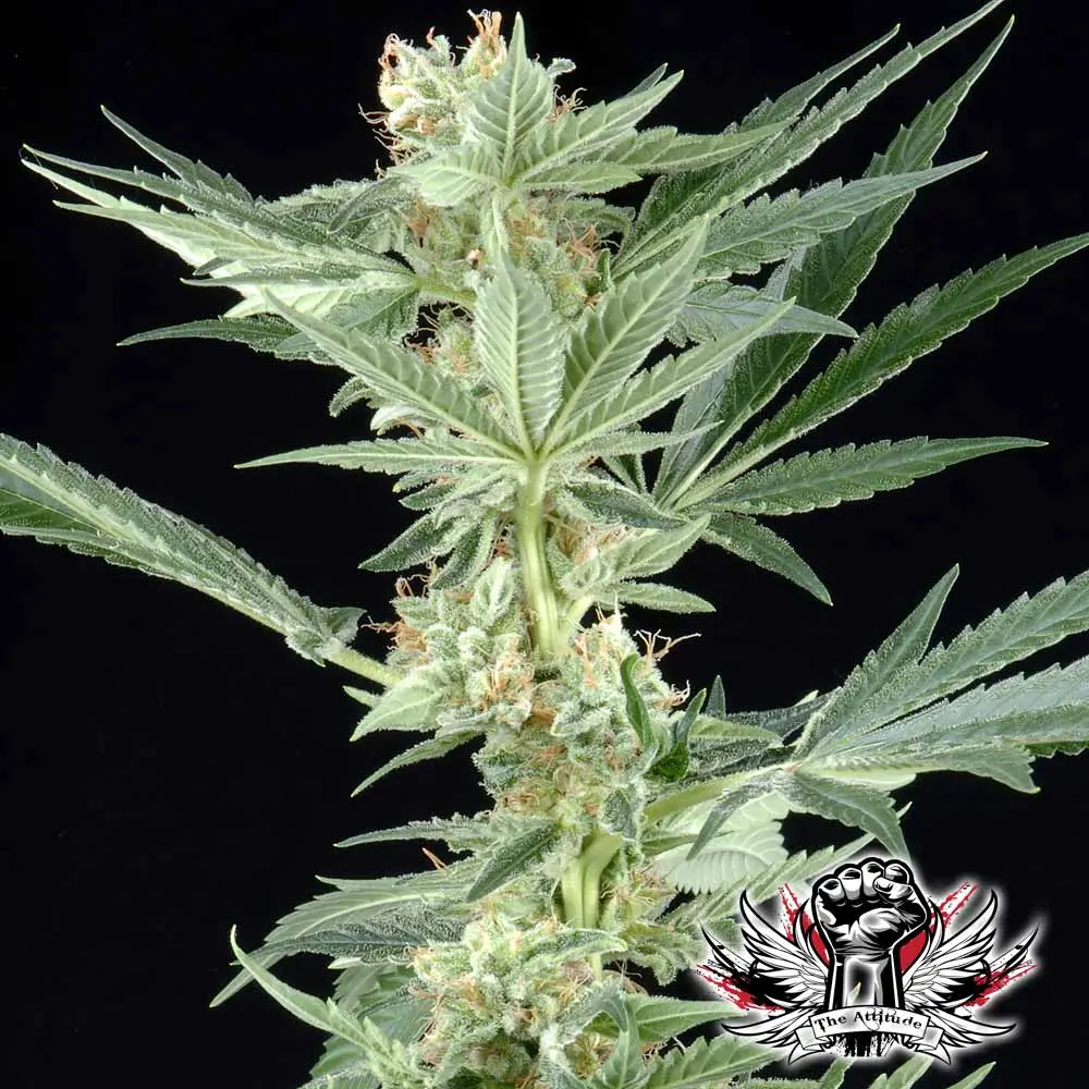 Big Bang - semínka 5 ks (Outdoor), feminizovaná semínka Green House Seeds