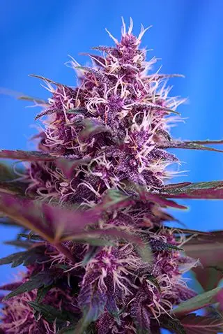 Red Poison Auto - fem. a samonakvétací semínka 10ks Sweet Seeds