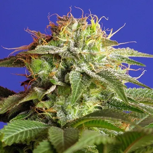 Green Poison Fast Version - feminizovaná semena 10ks Sweet Seeds