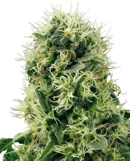 Pure Power Plant - feminizovaná semínka konopí 3 ks, Sensi Seeds