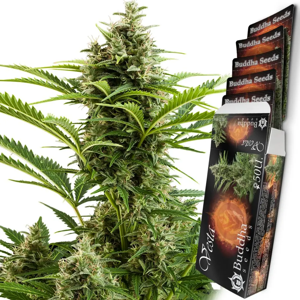 Vesta auto - feminizovaná semena, 3 ks, Buddha Seeds