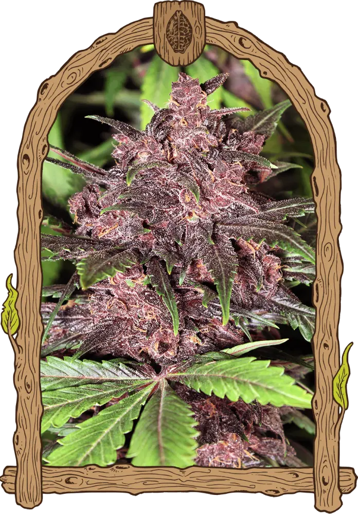 Black Haze - feminizovaná samonakvétací semena, 5 ks, Exotic Seed