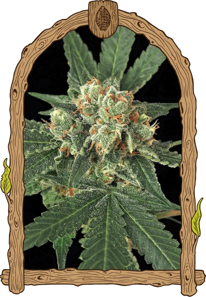 Blue Monkey - feminizovaná semena, 5 ks, Exotic Seed