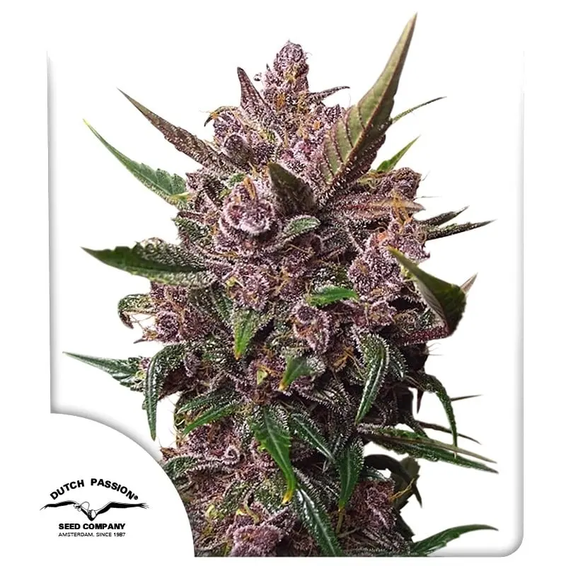 Blackberry Kush Auto Feminizovaná Semínka - 3