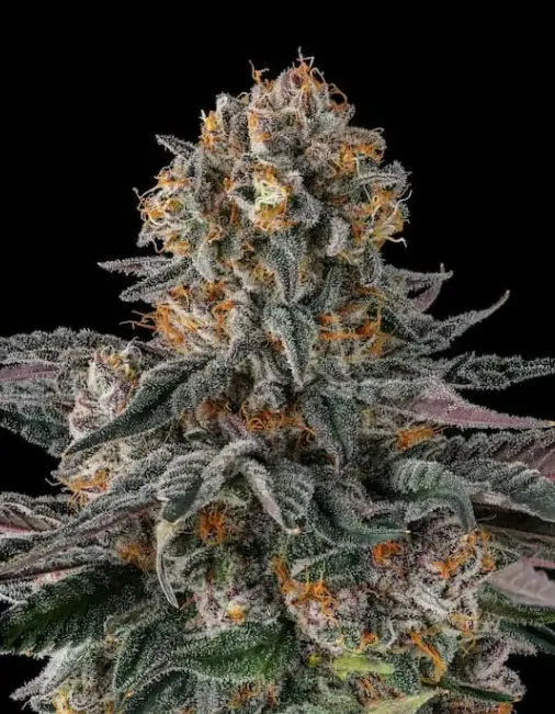 Paradise Seeds x Compound Genetics Orange Moon feminizovaná semena, 3 ks