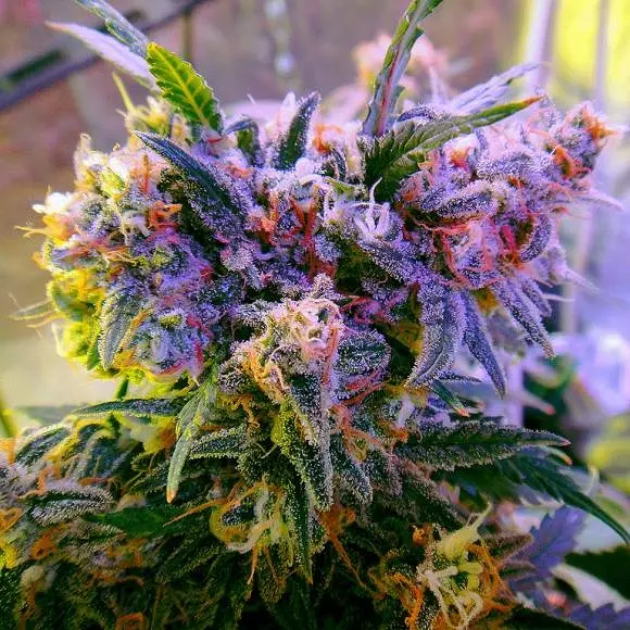 Nirvana Seeds Aurora Indica feminizovaná semena