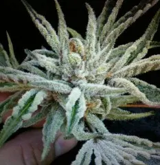 Cali Connection Buddha Tahoe OG feminizovaná semena