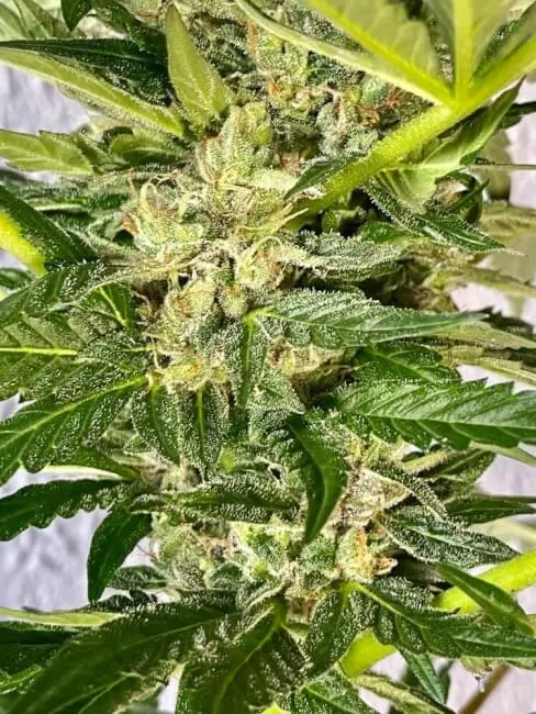 Zkittlez feminizovaná semena