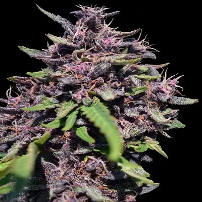 Ace Seeds Panama x PCK feminizovaná semena