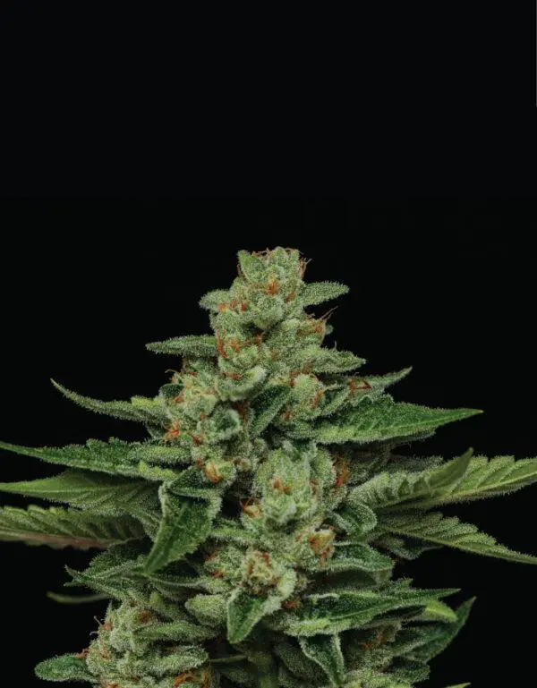 Humboldt Seed Company Fortune Cookie feminizovaná semena