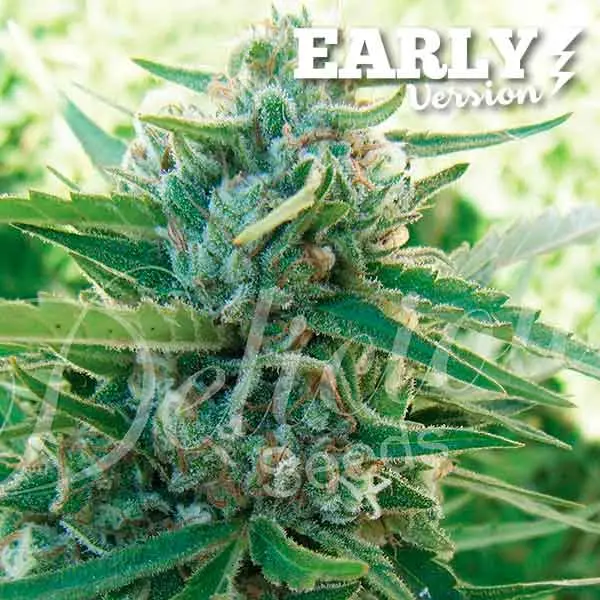 Delicious Seeds Sugar Black Rose Early Version feminizovaná semena