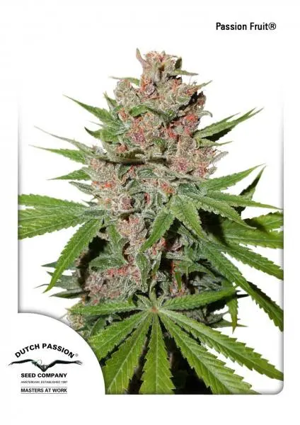 Passion Fruit® - feminizovaná semena 10 ks Dutch Passion