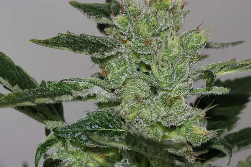 Alaskan Purple - feminizované semínka konopí 10 ks, Seedsman