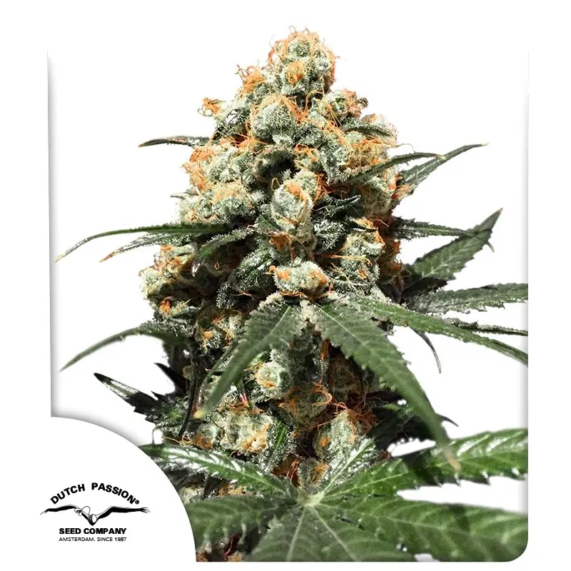 Orange Hill Special®- feminizovaná semínka 5 ks Dutch Passion