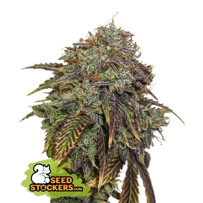 Seedstockers Gelato 41 Auto samonakvétací semena