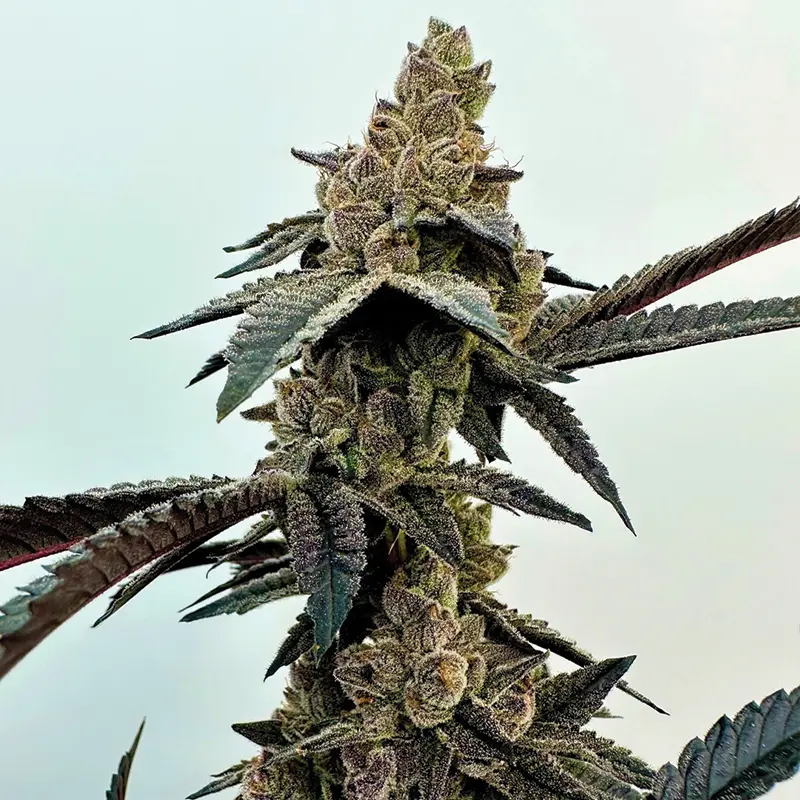 Exotic Genetix Neon Sunshine feminizovaná semena