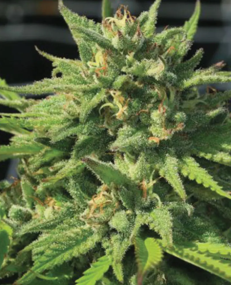 Humboldt Seed Company Bigfoot Glue feminizovaná semena