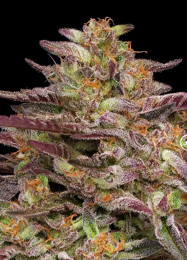 Humboldt Seed Company COB Salad feminizovaná semena