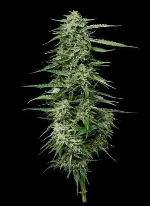 Humboldt Seed Company Blueberry Honey feminizovaná semena