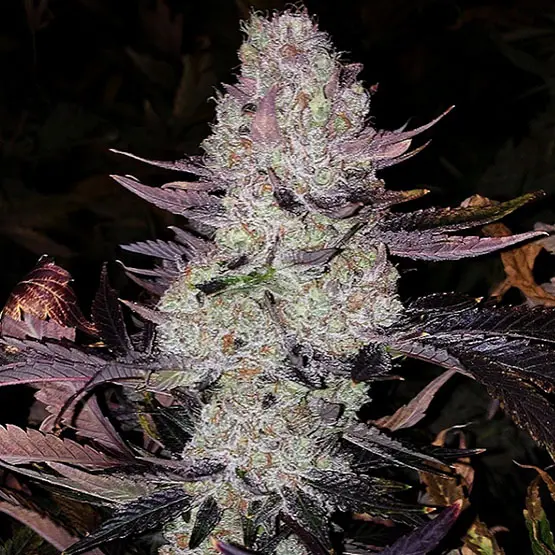 Ethos Genetics Grape Diamonds R2 feminizovaná semena