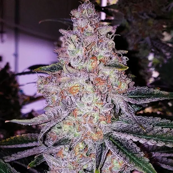 Ethos Genetics Planet of the Grapes Rbx feminizovaná semena