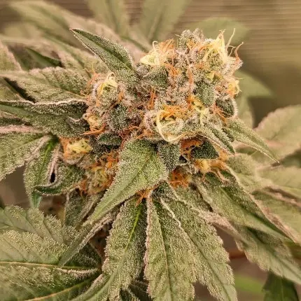 Orange Bud 2.0 - feminizovaná semena, 10 ks, Dutch Passion